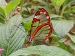 Mariposa
Mariposa, transparente