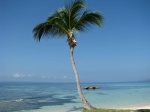 Playa privada cayo levantado con palmera