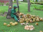 Dominicano cortando cocos