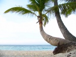 Palmeras en playa Bávaro