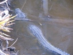 Crocodile in the hotel-riviera maya palladium