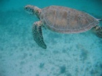 Tortuga in Akumal