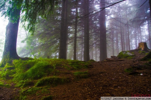 Bosque de Bergen
Continua la mágia.Un bosque de hadas, duendes y trolls, impresionante. Por el camino vamos leyendo todos los carteles que nos advierten que no asustemos a las crías de dinosaurios, que tengamos cuidado con la bruja invisible,
