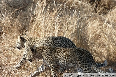 dos cachorros de leopardo
Tomada en la reserva privada de Sabie Sand en Octubre 2.014.

