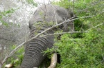 Elefante en Tembe National Park
Elefante, Tembe, National, Park, Foto, Sudáfrica, Africa, Impresionan, tomada, cerca, elefante, verdad, dicen, aquí, habitan, elefantes, más, grandes, pero, vimos, eran, unos, colmillos, largos, verlos