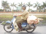 Moto con cerdos
Moto, Vietnam, cerdos, motos, sirven, para, todo