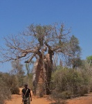 Árbol Baobap