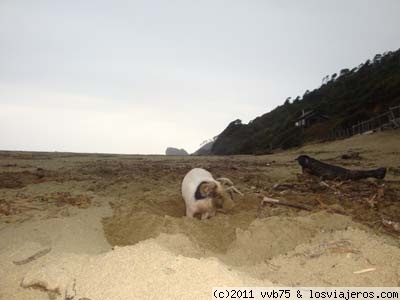 Chancho, en Playa de Tril Tril, Chile
En una playa casi desconcoida, me encontré con estos cerdos ( chanhos en Chile), buscando su alimentos... pulgas de mar¡¡¡¡
