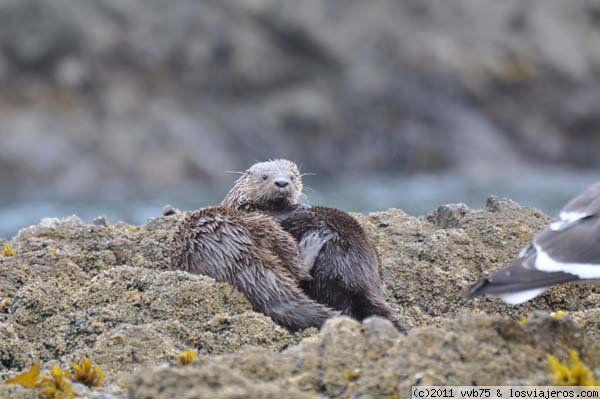 Nutrias o Chungungos en Puñihuil
Además de pinguinos en la Bahía de Puñihuil se admira una gran variedad de fauna, como son las simpáticas nutrias de mar, más conocidas en Chiloé como chungungos
