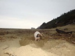 Chancho, en Playa de Tril Tril, Chile