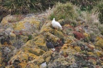 Caranca, Ganso de Mar en Chiloé
Caranca ganso chiloé aves