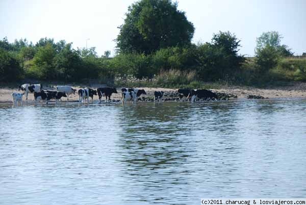 Rebaño de vacas en el polder
Uno de los muchos rebaños que pastan tranquilamente en la margen del río
