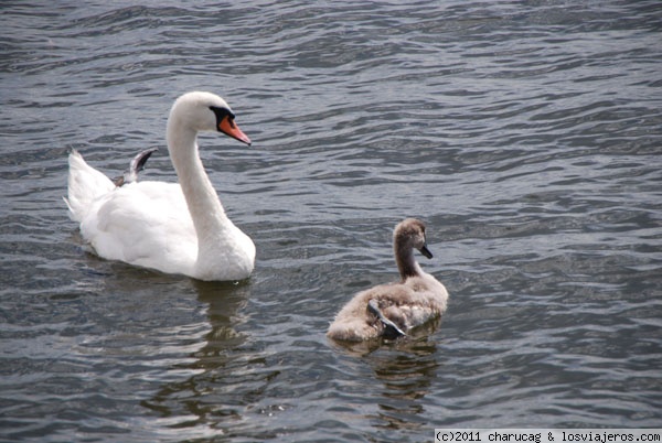 El patito feo
Cisne y su polluelo en los canales de Amsterdam
