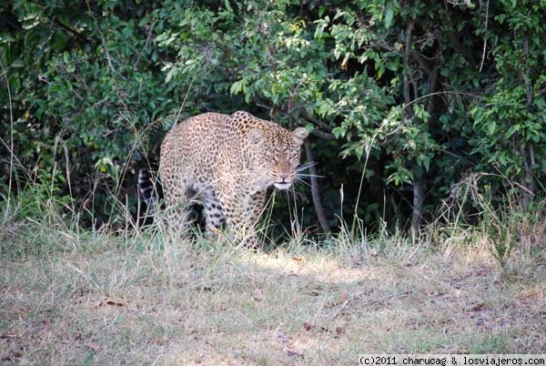 Leopardo malencarado
No le gustó nada nuestra presencia a este leopardo. Se bajó del árbol y aquí parece pensar si se lanza a nosotros o pasa.
