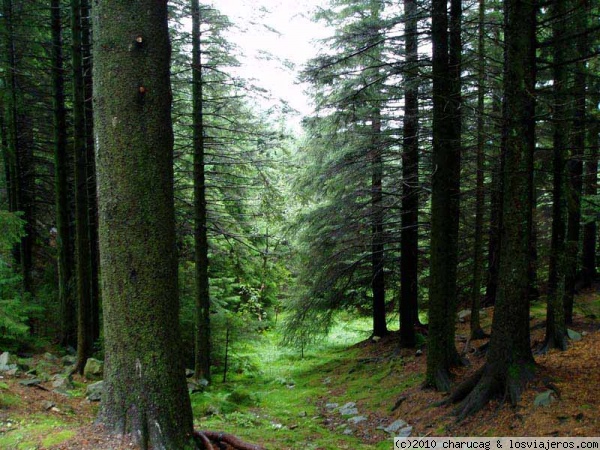 bosque en Bergen
Subiendo en el funicular desde el puerto se llega a este bosque donde Fangorn puede aparcer en cualquier momento
