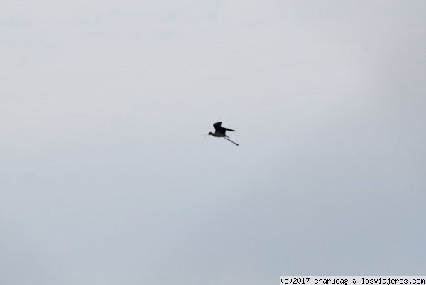 Cigüeñuela. Prat de Cabanes, Castellón.
El Parque Natural del Prat de Cabanes alberga una gran variedad de aves como esta cigüeñuela.
