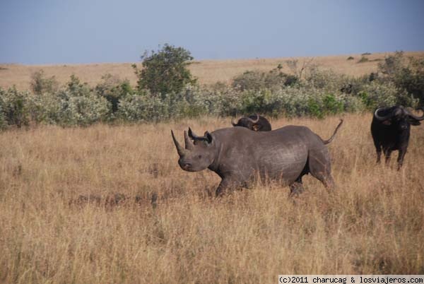 Rinoceronte embistiendo
Se nos enfadó bastante esta mamá rinoceronte y decidió embestirnos, en este momento está iniciando la carrera. Los que corrimos como locos fuimos nosotros, el conductor metió la marcha atrás y salió a toda leche.

