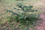 acacia espinosa