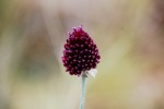 flor de ajo silvestre