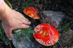 Amanita muscaria. Las Navas del Marqués, Avila.
setas amanita