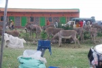 Mercado masai, aparcamiento