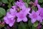 Azalea. Palacio de Schombrun, Viena