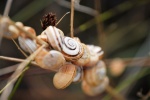 Caracoles. Prat de Cabanes, Castellón