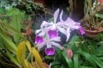 Orquideas en el Palacio de Shombrum, Viena
Austria Viena Shombrun invernadero orquidea cattleya