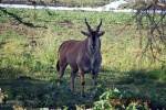 Eland