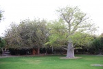 Ficus y boabab. En Guedi, Israel.