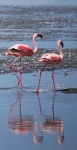 De paseo por el lago Nakuru