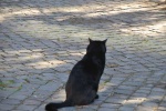 gato vaticano