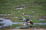 grulla coronada
kenia amboseli grullas