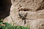 Lagarto. Jordania