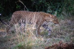 Leopardo caminando