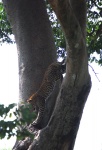 Leopardo saltando
leopardo Leopardo