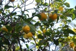 Arbol de limones y pomelos
Palma  Mallorca limones pomelos jardin