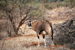 Orix
Kenia Samburu antilope orix