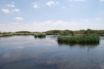 Parque Natural de Azraq, Jordania