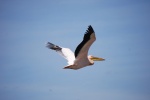 flying pelican