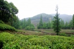 Plantación de te. Hangzhu, China