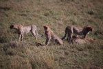 tres guepardos
