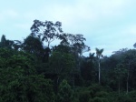 Reserva del Manú
Reserva, Manú, selva, desde, plataforma, observación, aves