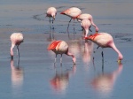 Flamencos en el altiplano boliviano