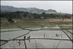 Labores del campo
arroz nepal