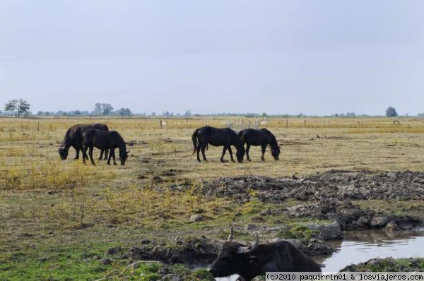 Parque Nacional de Hortobagy
Vacas grises y caballos de la llanura magiar
