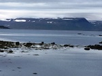 Focas en el Fiordo Skötufjordurlos