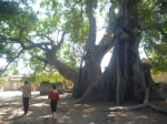 Mar Lodj
Lodj, Paseo, Delta, Saloum