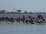 Observación de aves en Mar Lodj