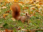 Una ardilla en el Monte Gellért